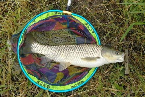 草鱼散炮爆料视频大全,揭秘幕后真相与精彩瞬间  第3张